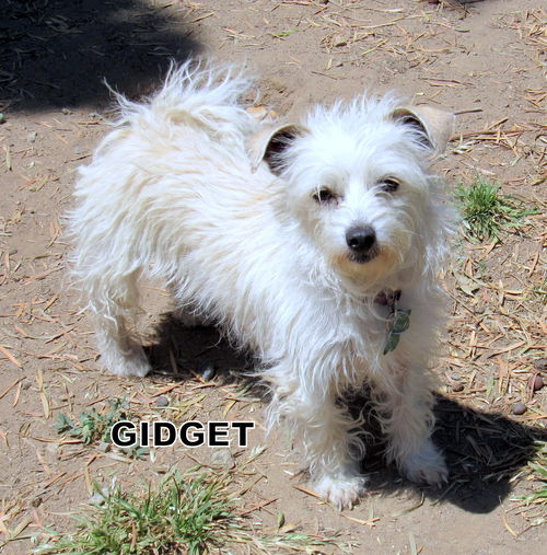 Gidget