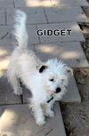 Gidget