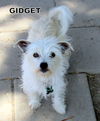 Gidget