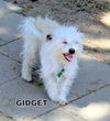 Gidget