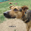 Finley