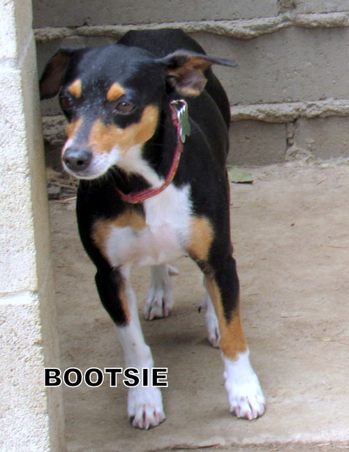 Bootsie