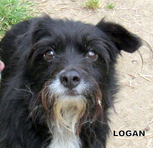 Logan