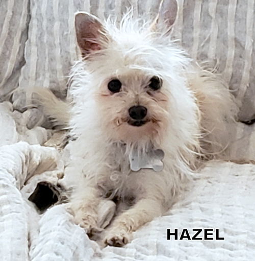 Hazel