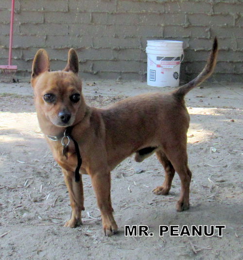 Mister Peanut
