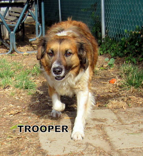 Trooper