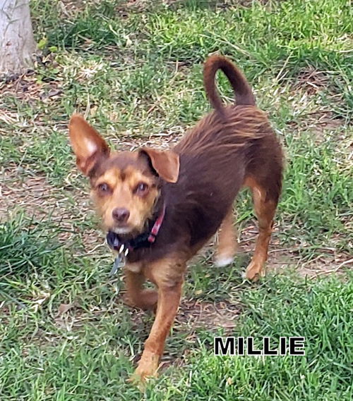 Millie