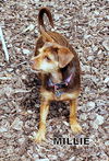 Millie