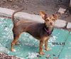 Millie