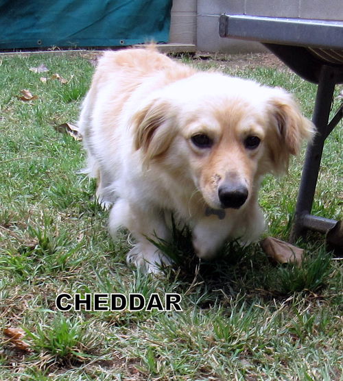 Cheddar