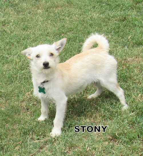 Stony