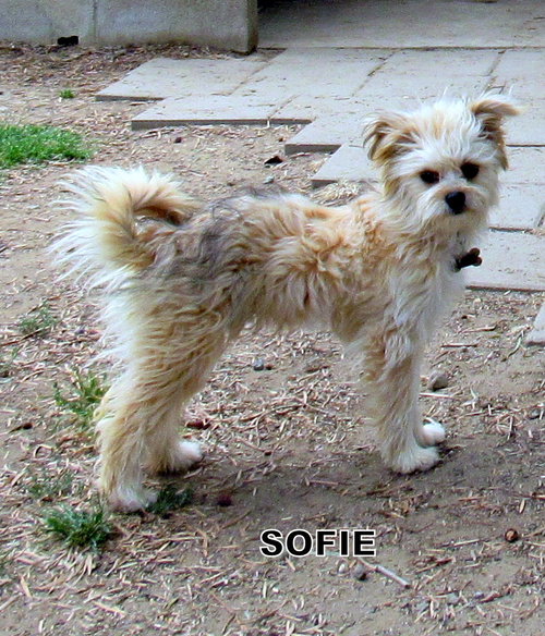 Sofie (Ritzy)