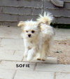 Sofie (Ritzy)