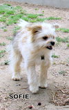Sofie (Ritzy)