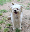 Sofie (Ritzy)