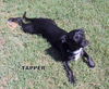 Tapper