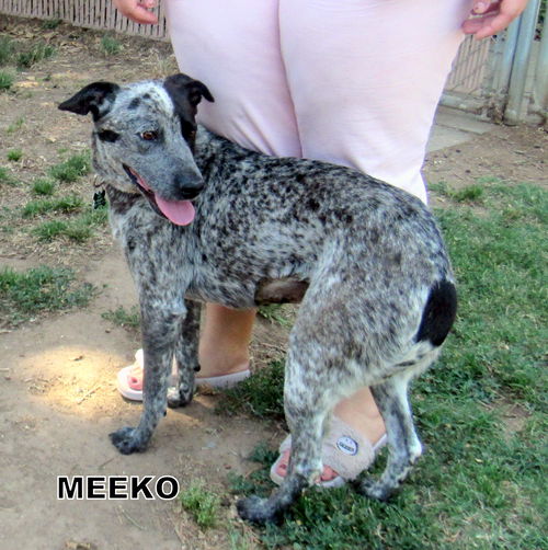 Meeko