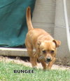 Bungee