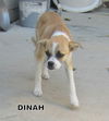 Dinah