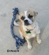 Dinah