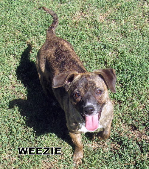 Weezie