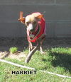 Harriet (Ritzy)