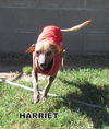 Harriet (Ritzy)