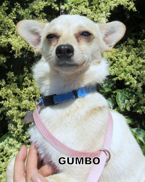 Gumbo