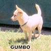 Gumbo