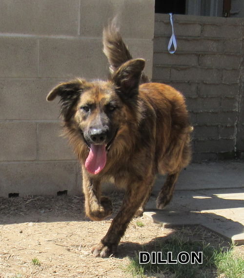 Dillon