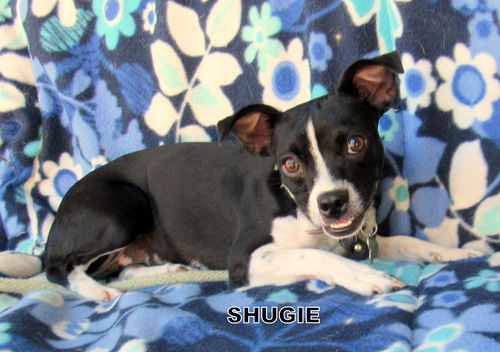 Shugie