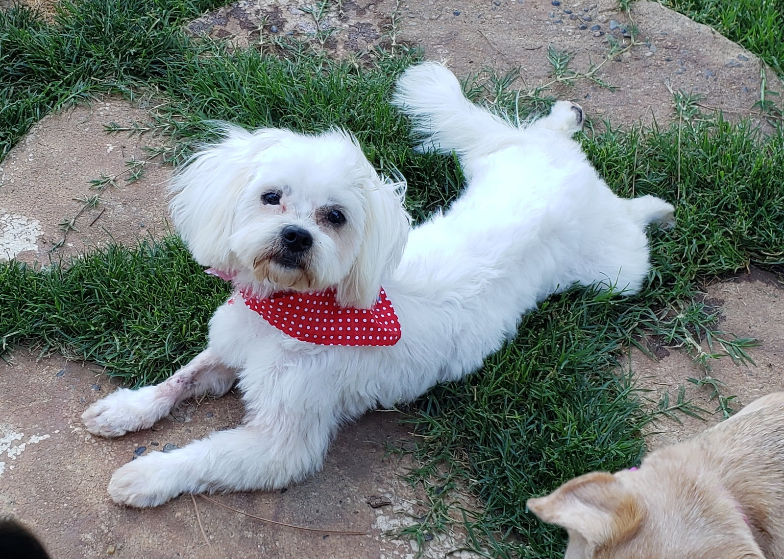 Ivory (Ritzy)'s Web Page