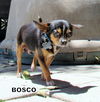 Bosco (GrandPaws)