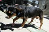 Bosco (GrandPaws)
