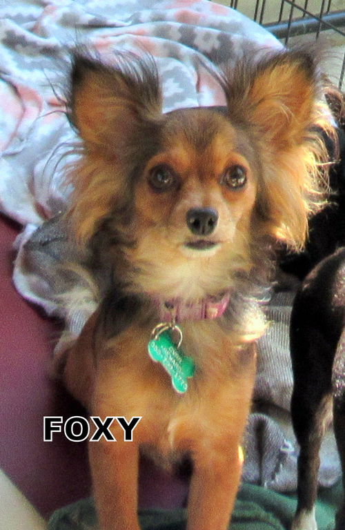 Foxy