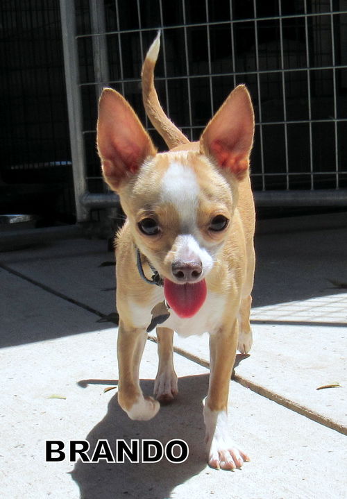 Brando (Puppy)