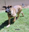 Jori (Puppy)