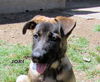 Jori (Puppy)