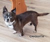 Chiquita (GrandPaws)