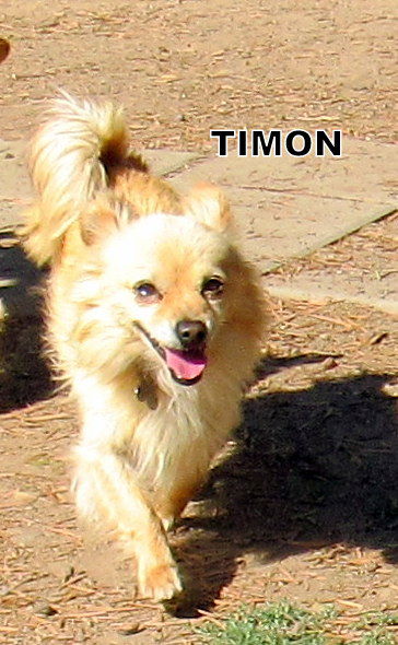 Timon