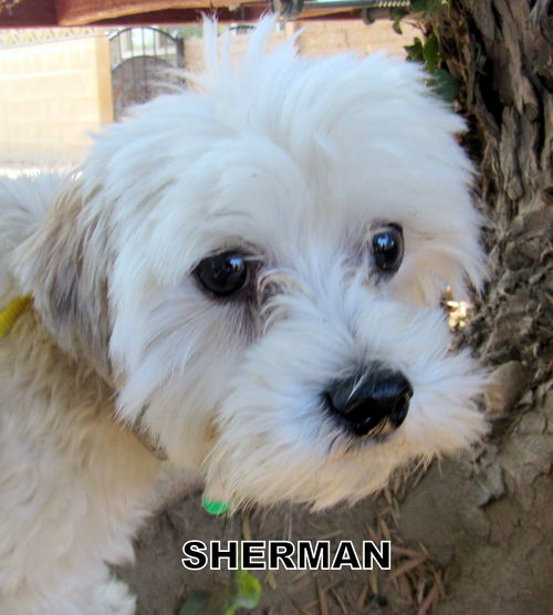 Sherman (Ritzy)