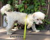 Sherman (Ritzy)