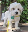 Sherman (Ritzy)