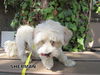 Sherman (Ritzy)