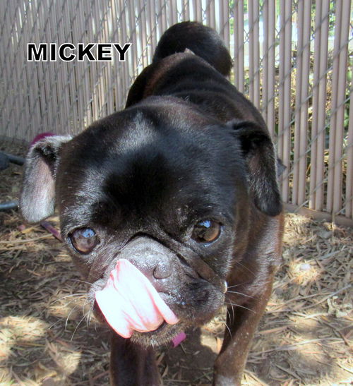 Mickey (Ritzy-GrandPaws)