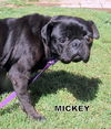 Mickey (Ritzy-GrandPaws)