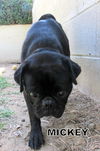 Mickey (Ritzy-GrandPaws)