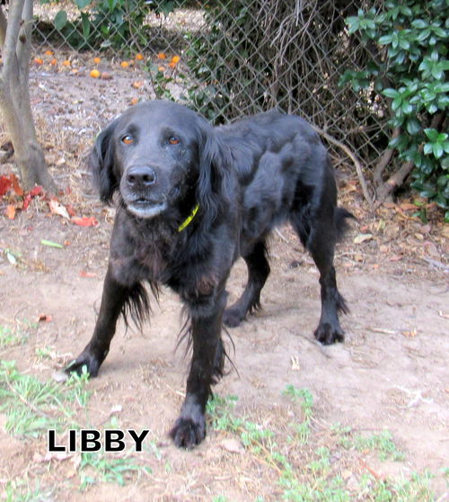 Libby