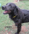 Libby