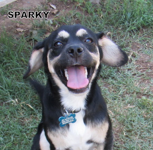 Sparky
